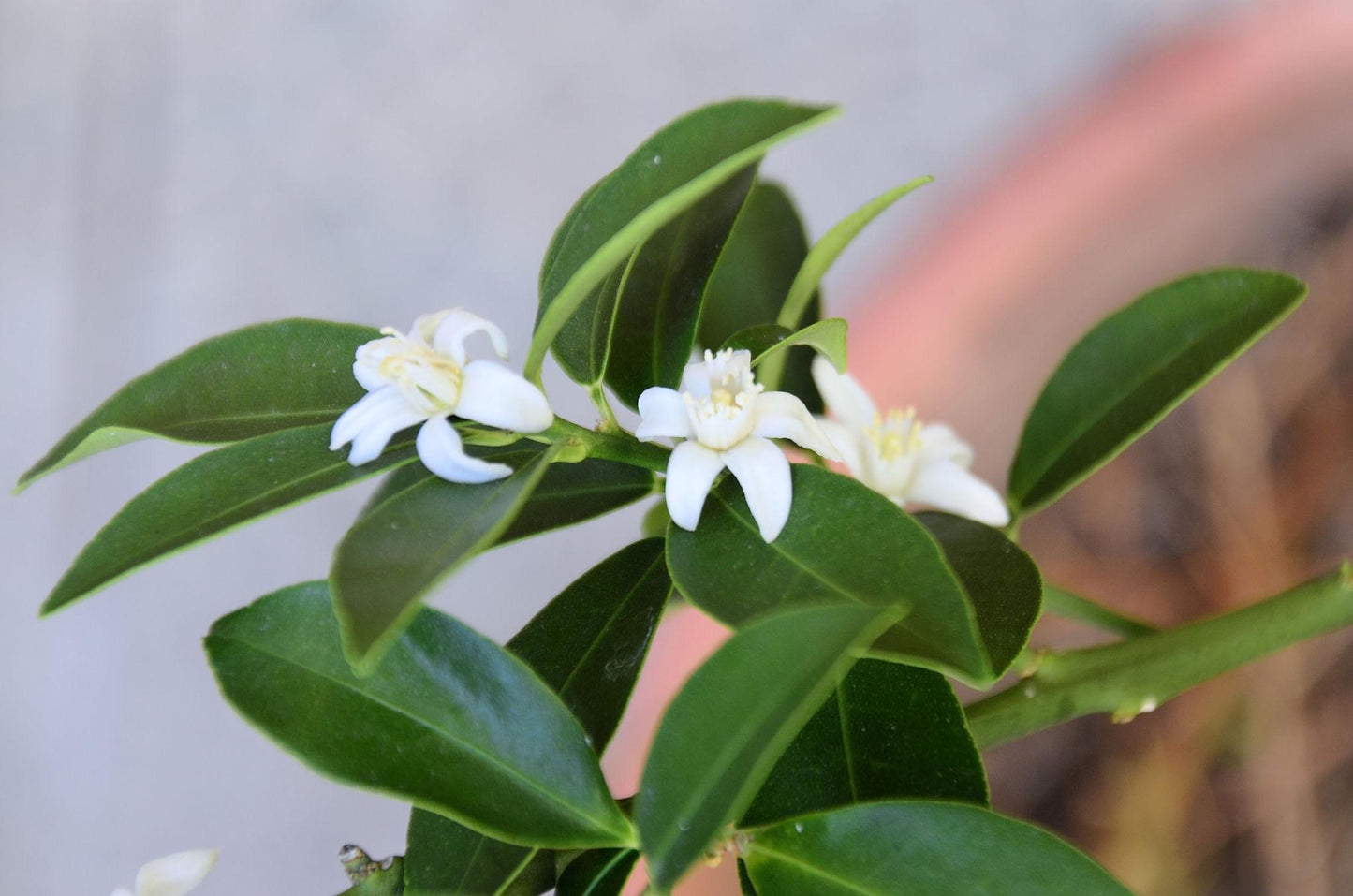 Citrus Japonica (Kumquat)