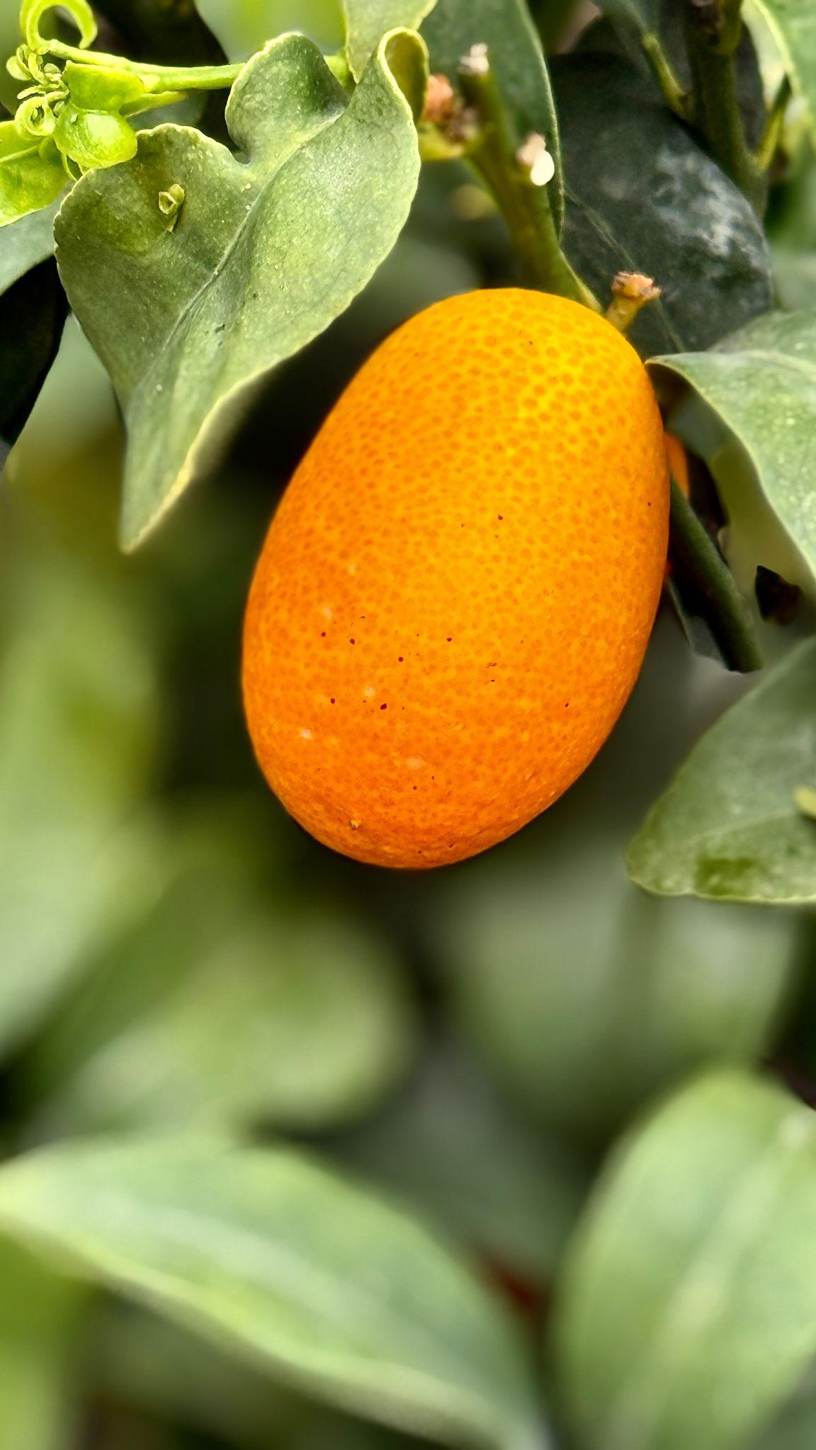 Citrus Japonica (Kumquat)