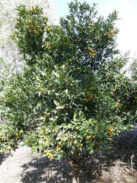 Citrus Japonica ‘Nagami’ (Nagami Kumquat Standard)