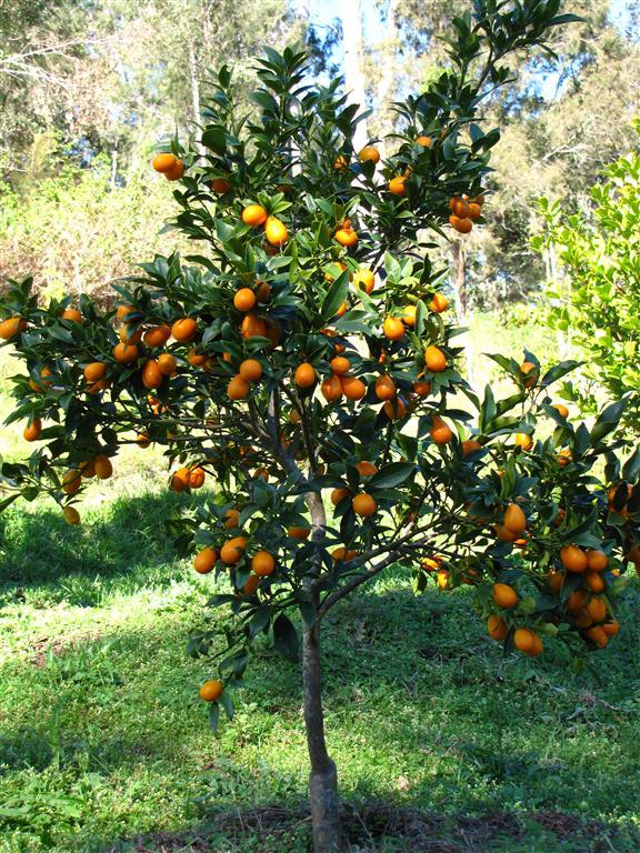 Citrus Japonica ‘Nagami’ (Nagami Kumquat)