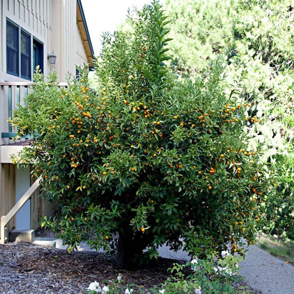 Citrus Japonica ‘Nagami’ (Nagami Kumquat)