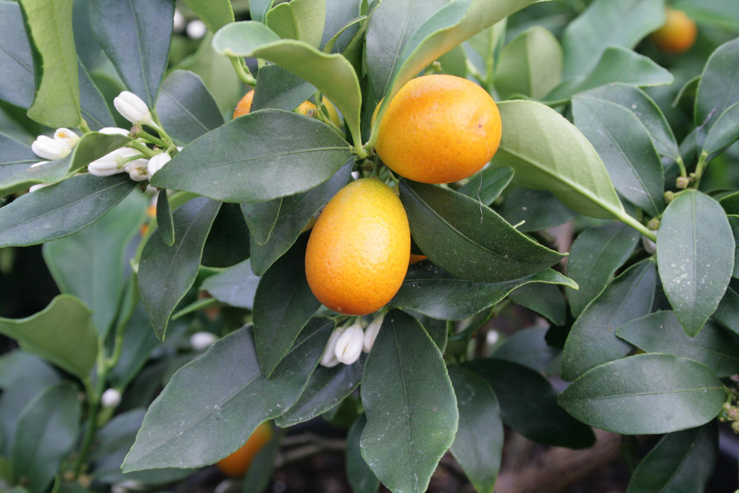 Citrus Japonica ‘Nagami’ (Nagami Kumquat)