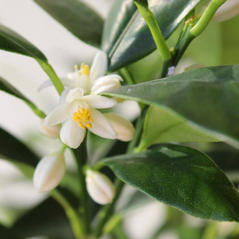 Citrus Japonica ‘Nagami’ (Nagami Kumquat)