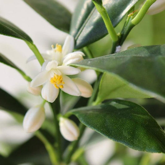 Citrus Japonica ‘Nagami’ (Nagami Kumquat)