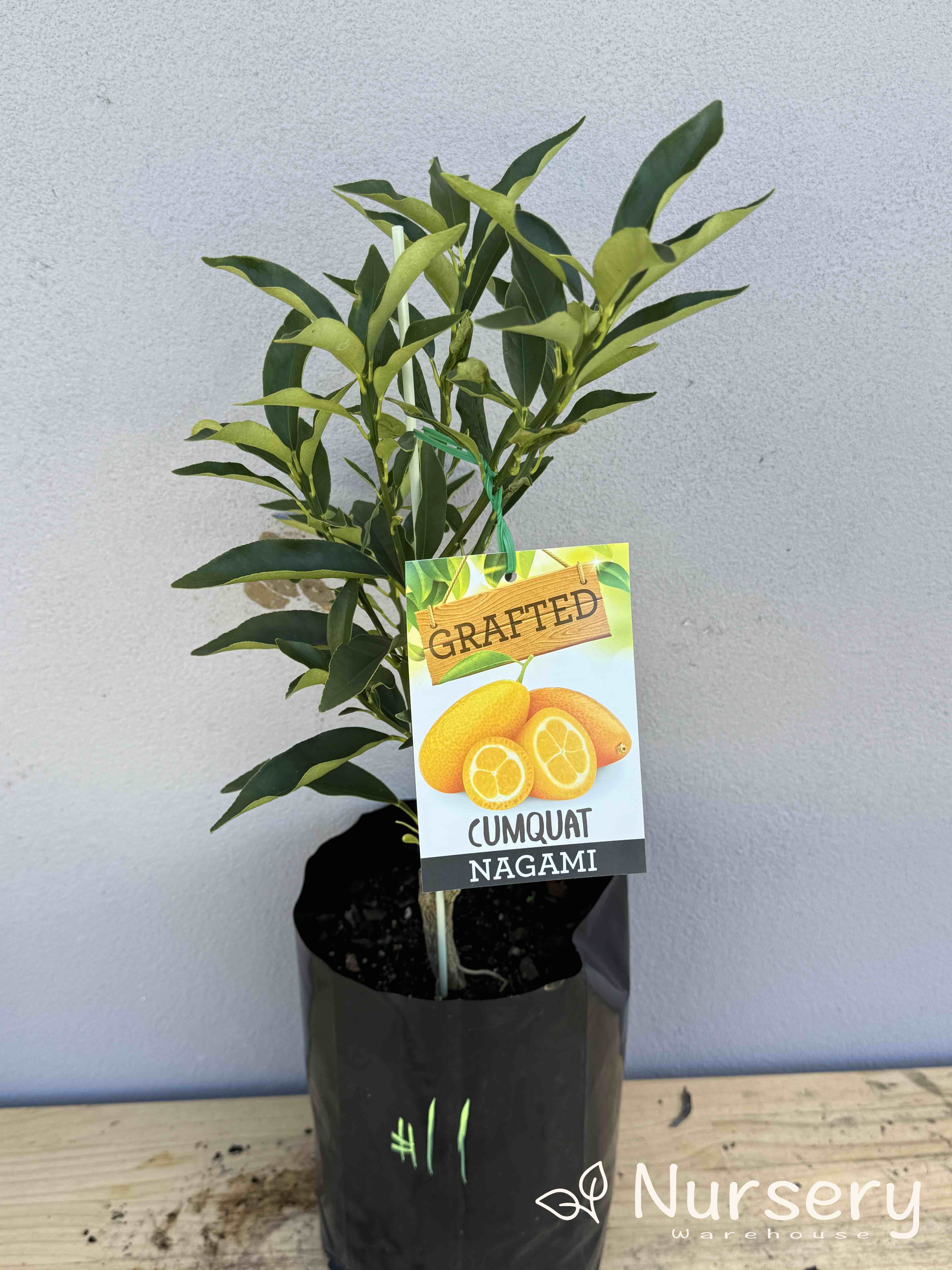 Citrus Japonica 'Nagami' (Nagami Kumquat) GRAFTED (#011)