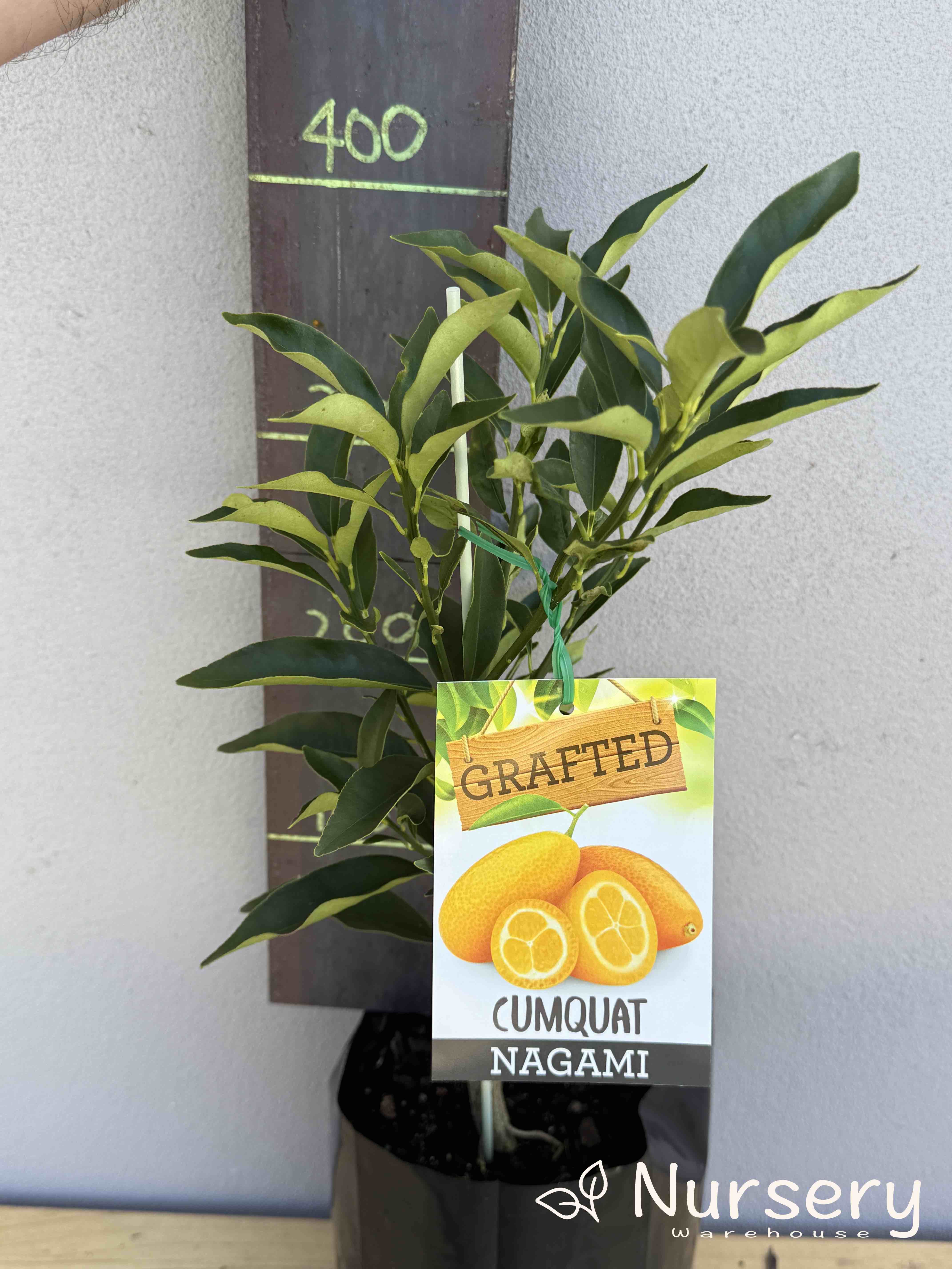 Citrus Japonica 'Nagami' (Nagami Kumquat) GRAFTED (#011)