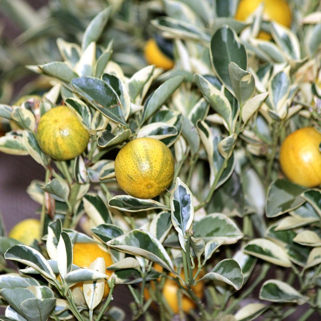 Citrus Japonica (Variegated Cumquat)