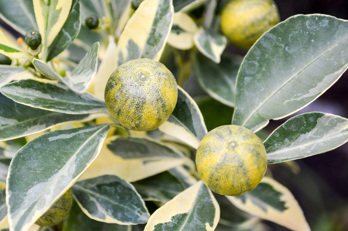 Citrus Japonica (Variegated Cumquat)