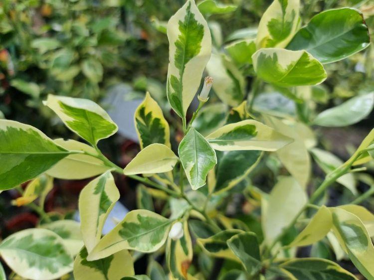 Citrus Japonica (Variegated Cumquat)