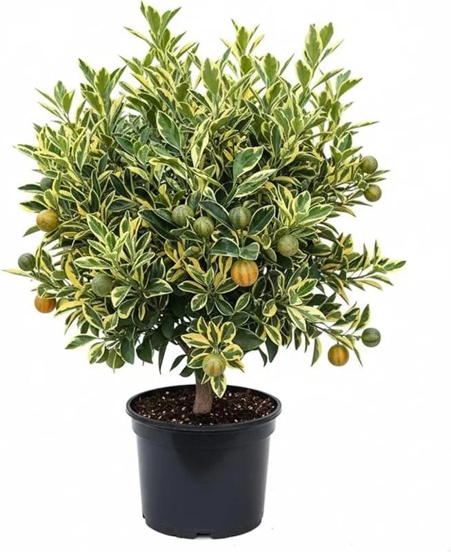 Citrus Japonica (Variegated Cumquat)