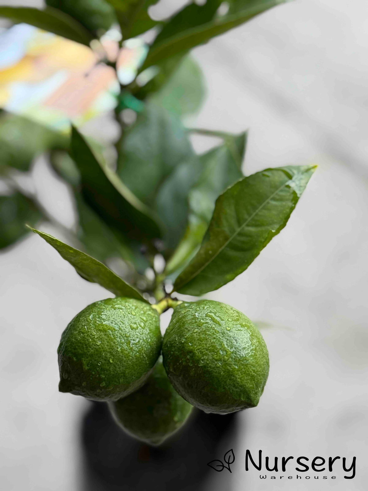 Lemon Tree Meyer – Compact Citrus Tree with Sweet Lemons | Nursery ...