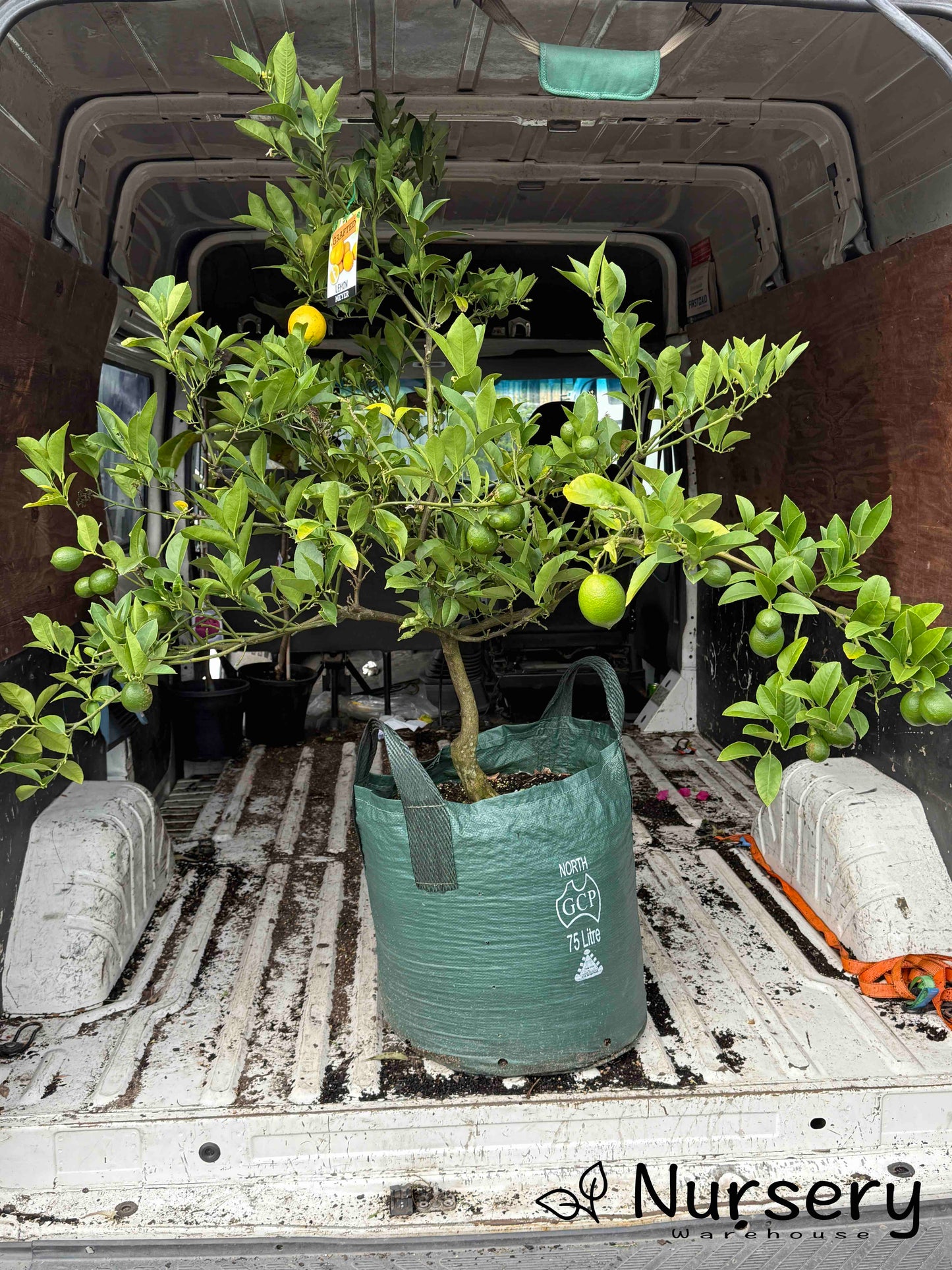 Citrus Limon (Lemon Tree Meyer) GRAFTED