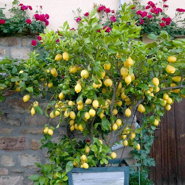 Citrus Limon 'Eureka' (Dwarf Eureka Lemon)