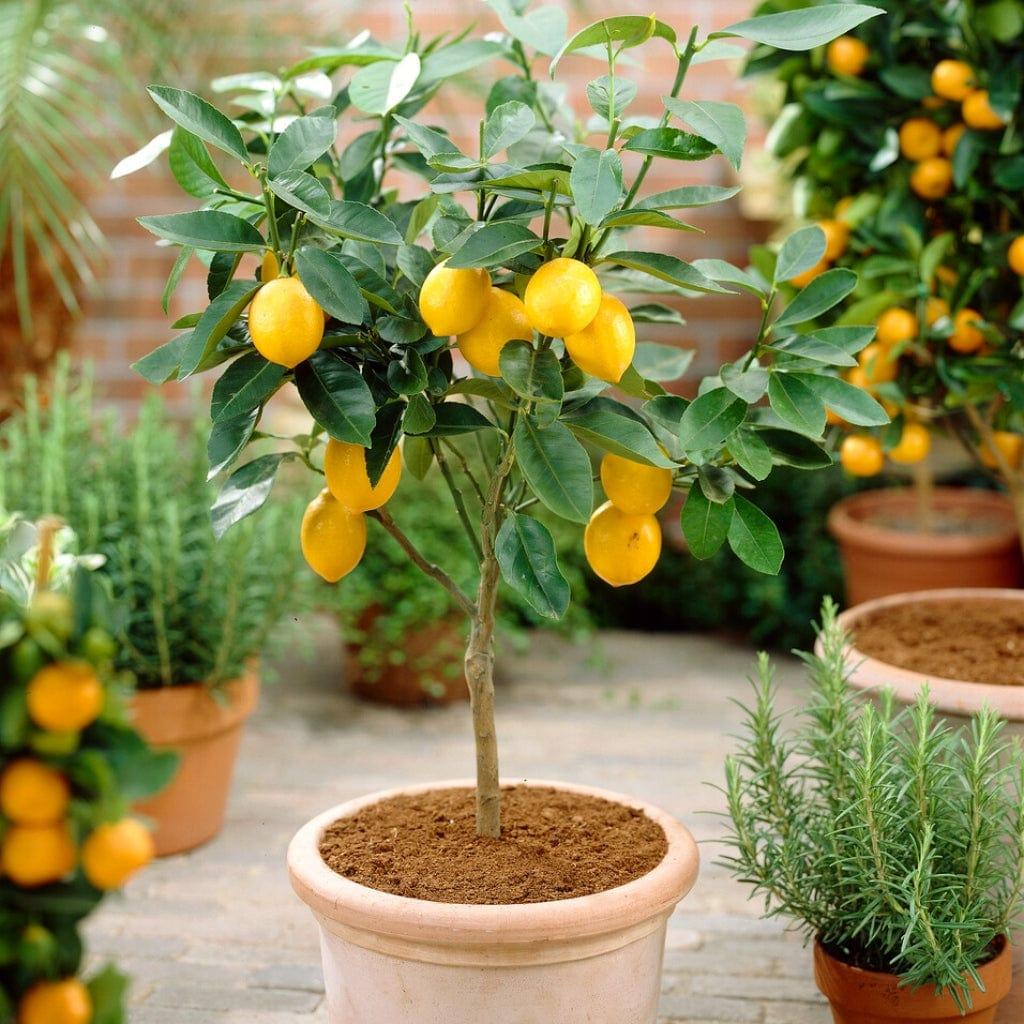 Citrus Limon 'Eureka' (Dwarf Eureka Lemon)