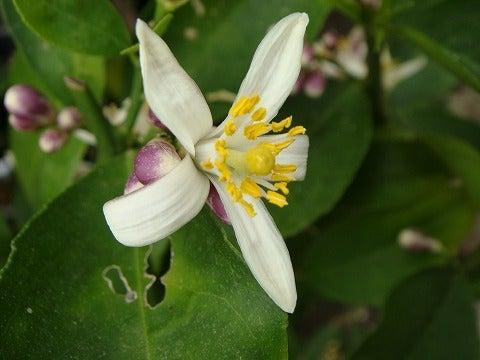Citrus Limon 'Eureka' (Dwarf Eureka Lemon)