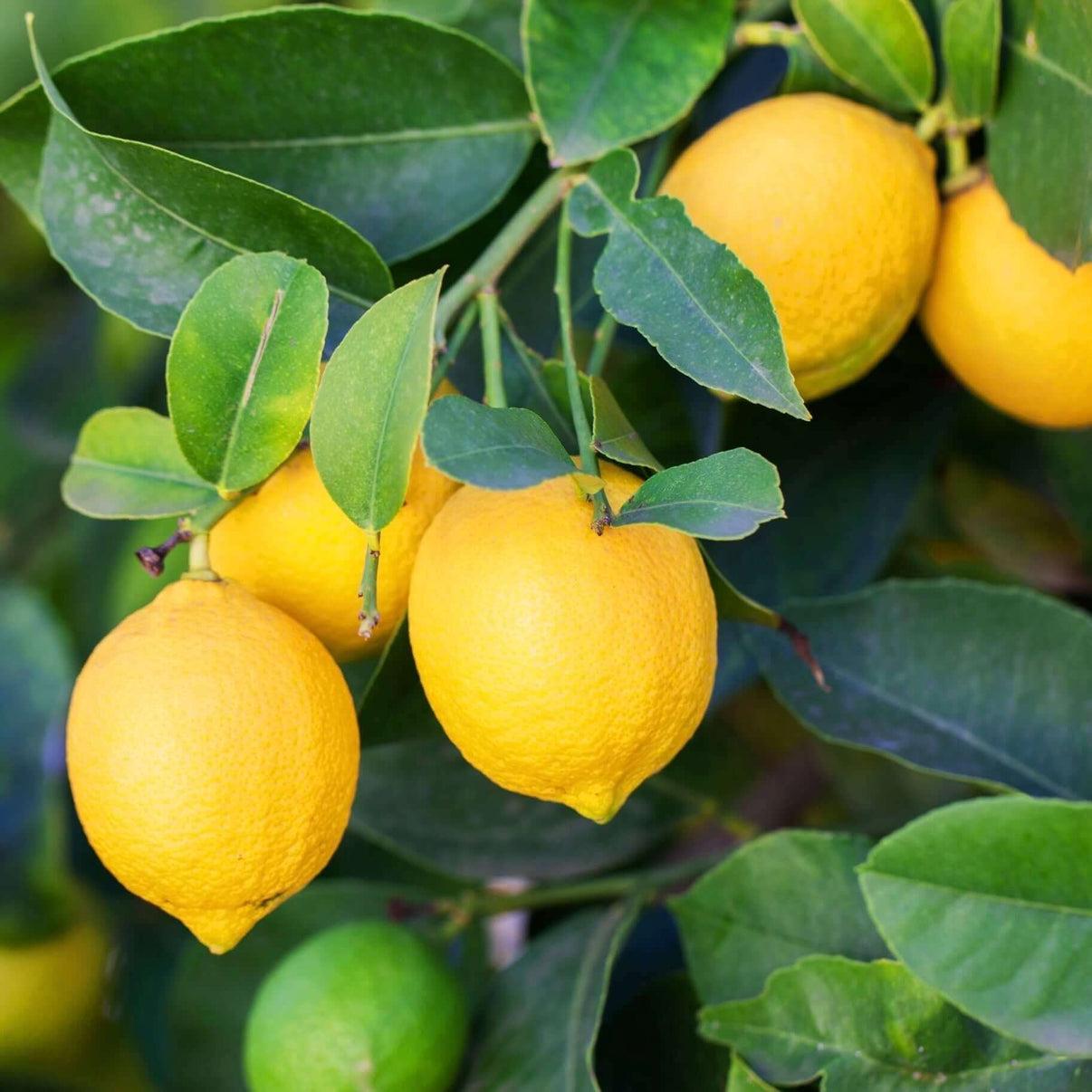 Citrus Limon 'Eureka' (Dwarf Eureka Lemon)