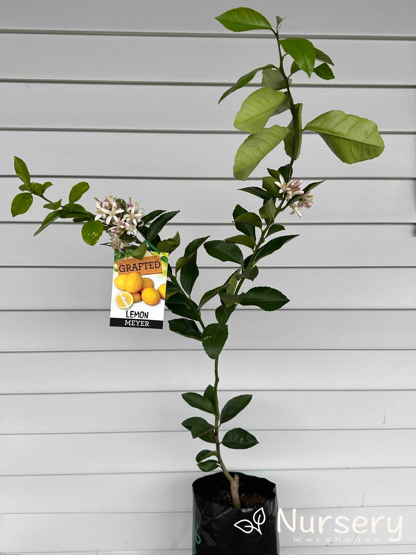 Citrus Limon (Lemon Tree Meyer) GRAFTED