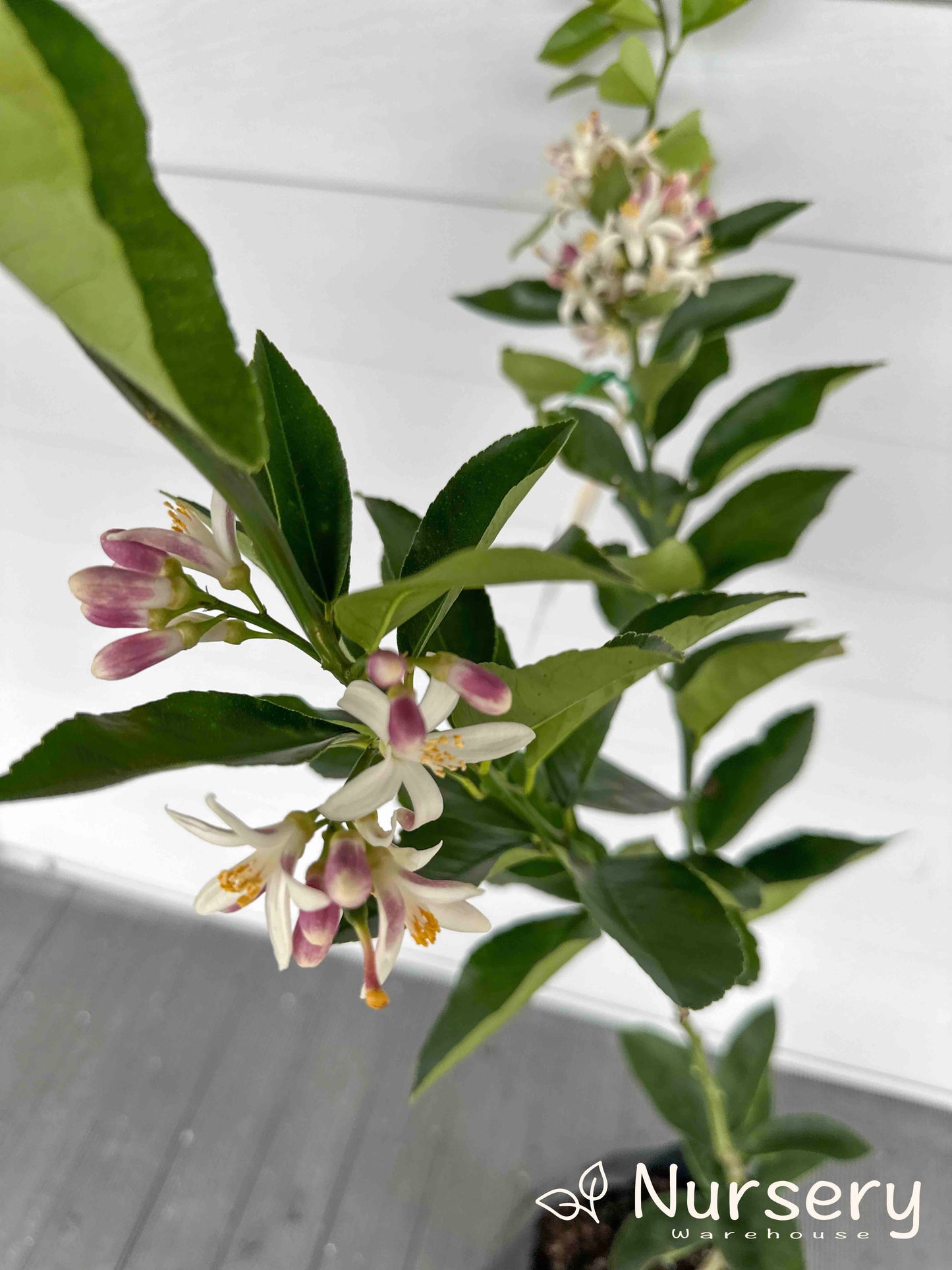 Citrus Limon (Lemon Tree Meyer) GRAFTED