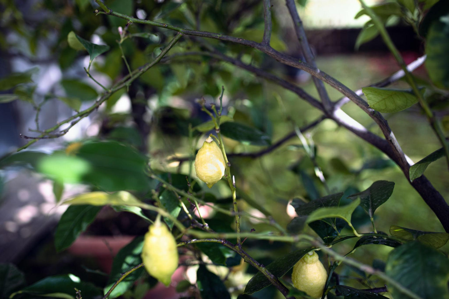 Citrus Limon (Lemon)