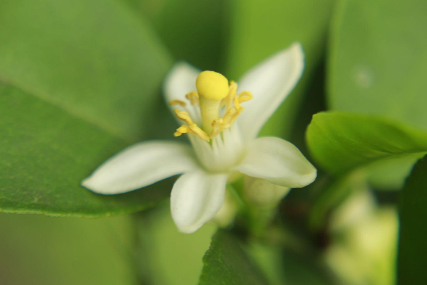 Citrus Limon (Lemon)