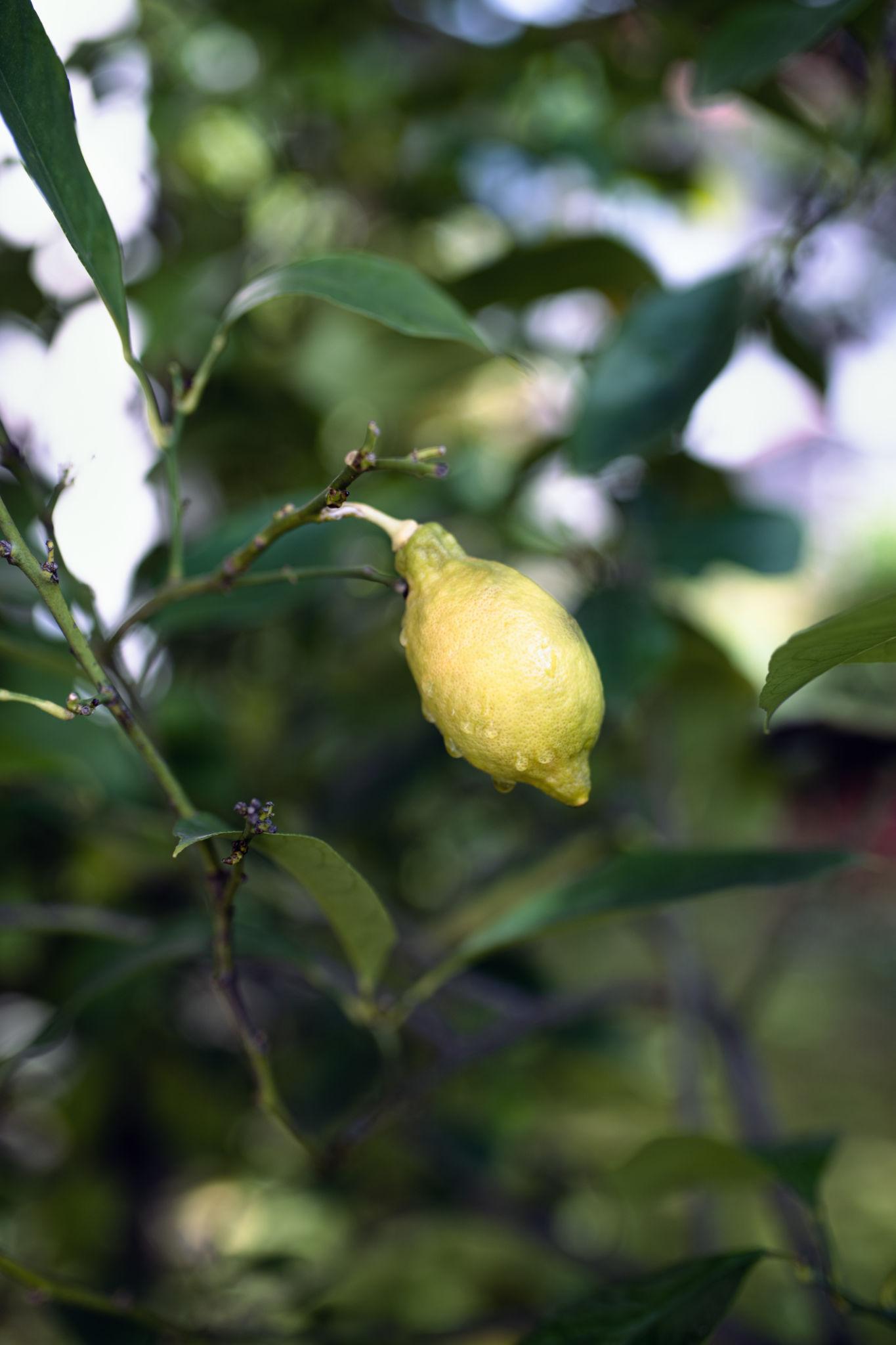 Citrus Limon (Lemon)
