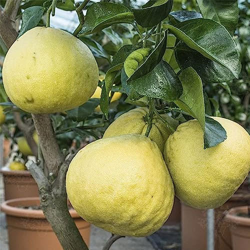 Citrus maxima ‘Nam Roi’ – Grafted Nam Roi Pomelo