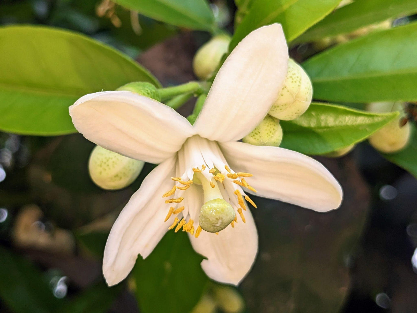 Citrus Maxima ‘Nam Roi’ (Nam Roi Pomelo) Grafted