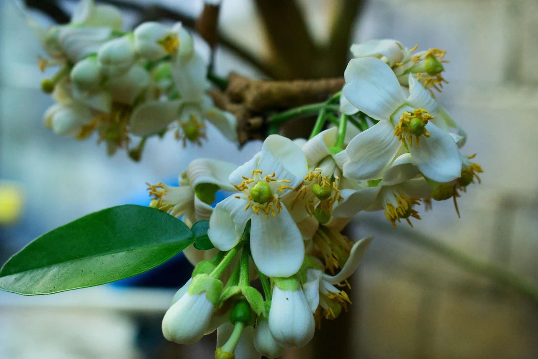 Citrus maxima ‘Nam Roi’ – Grafted Nam Roi Pomelo