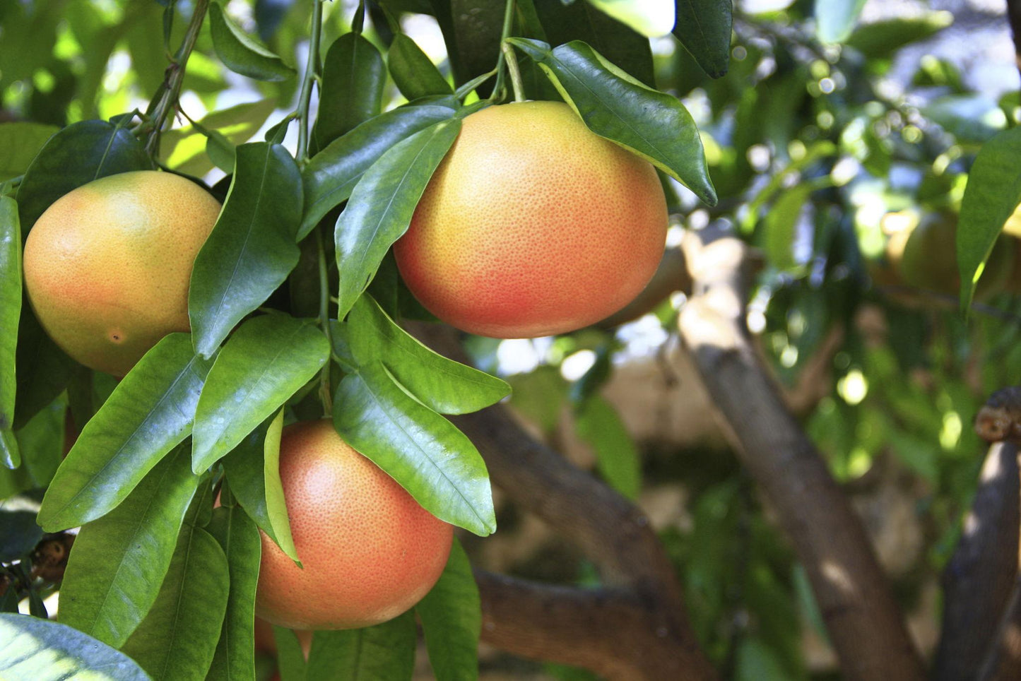 Citrus Paradisi (Grapefruit)