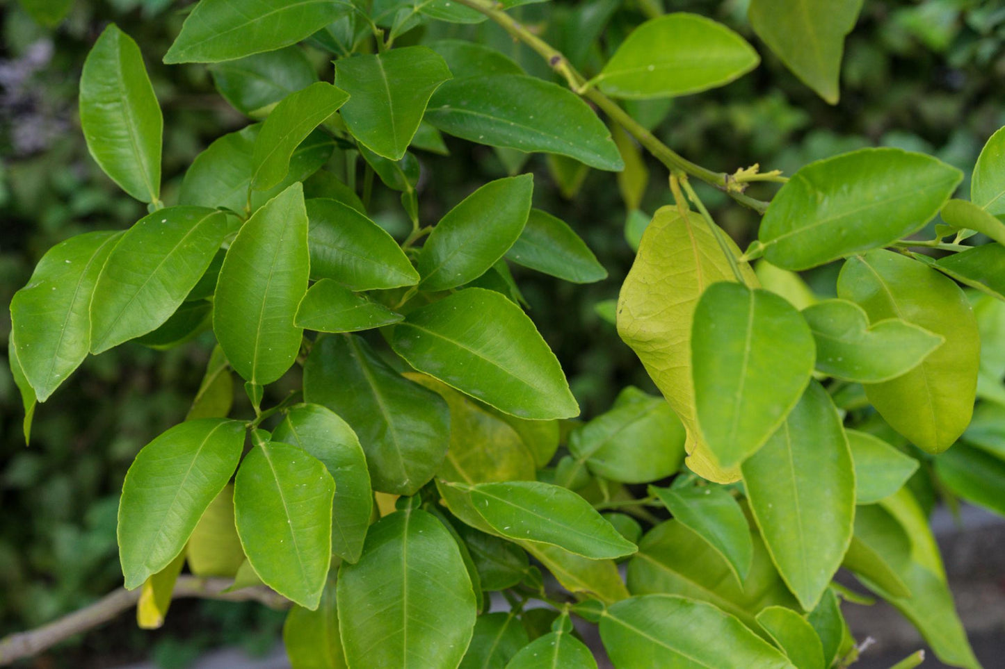 Citrus Paradisi (Grapefruit)