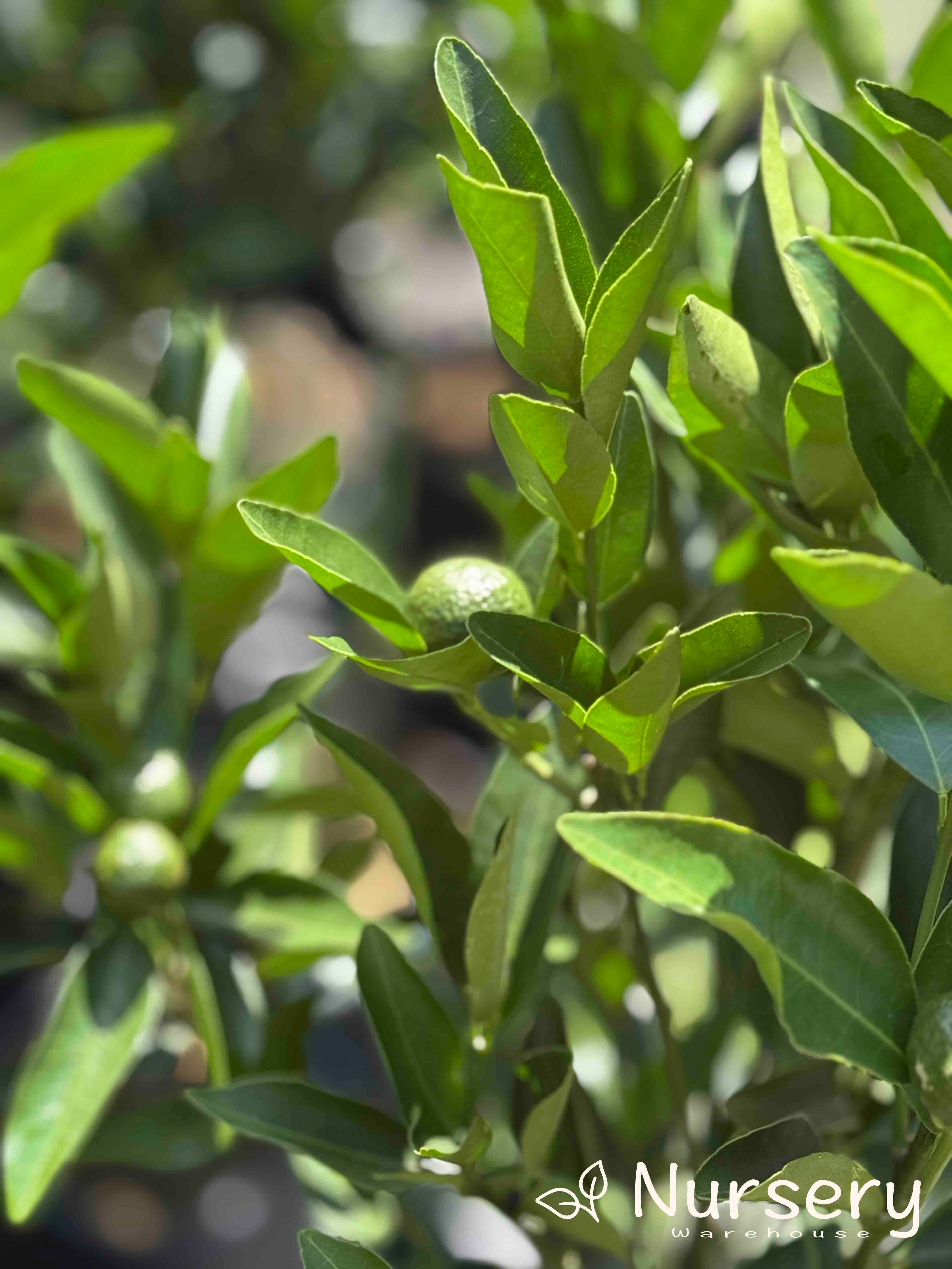 Spring Fruit Spring Emperor Emperor Mandarin – Sweet, Easy-to-Peel Fruit | Nursery Warehouse ...