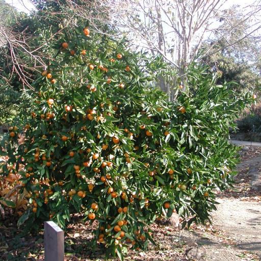 Citrus Reticulata (Thorny Mandarin) GRAFTED