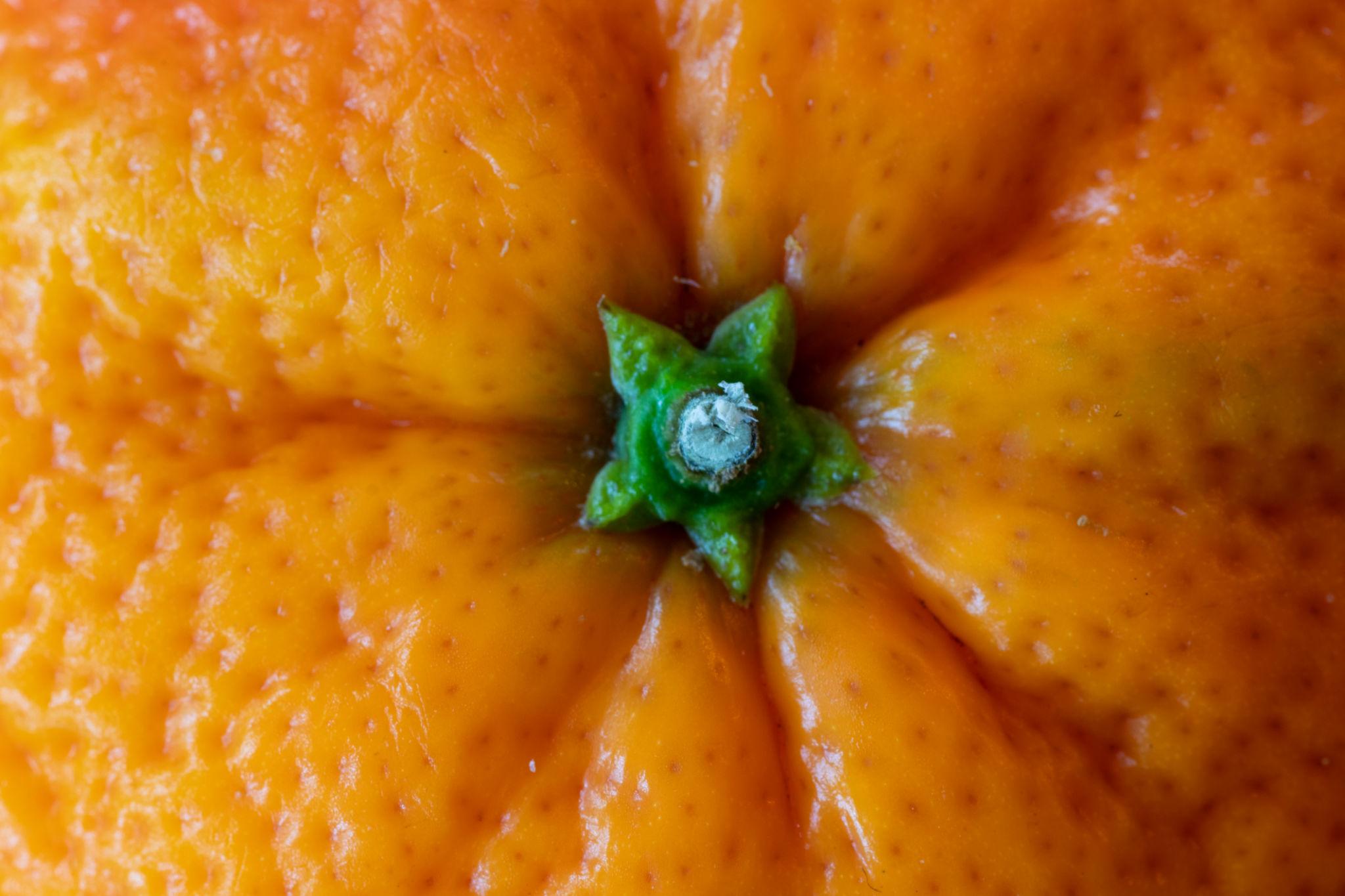 Citrus Reticulata (Thorny Mandarin) GRAFTED
