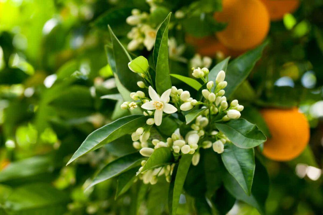 Citrus Reticulata (Thorny Mandarin) GRAFTED