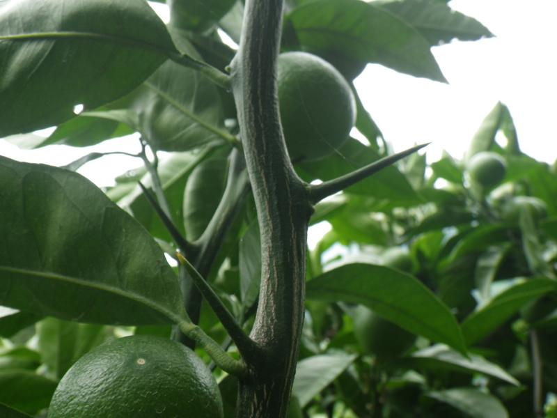 Citrus Reticulata (Thorny Mandarin) GRAFTED