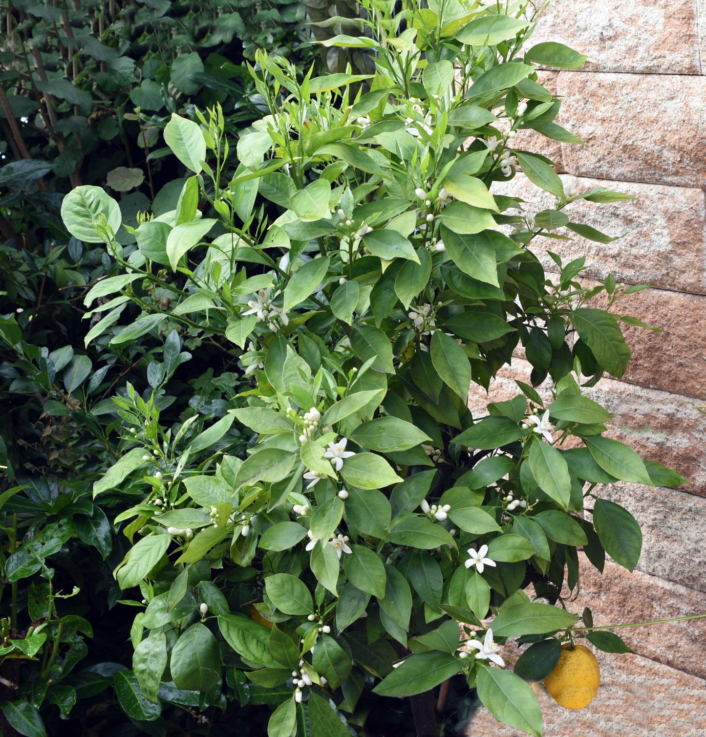 Citrus Sinensis (Sweet Orange)