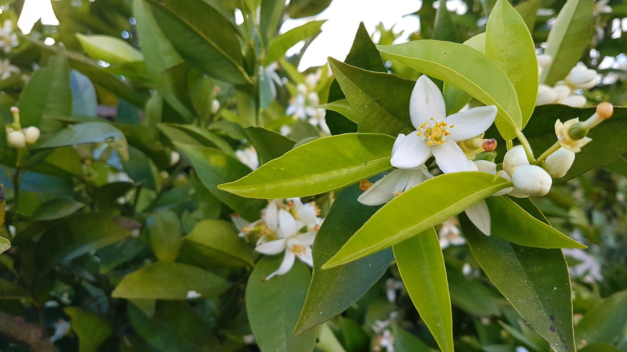 Citrus Sinensis (Dwarf Sweet Orange)