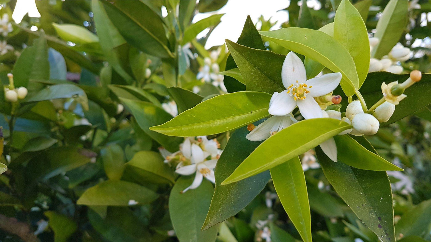 Citrus Sinensis (Sweet Orange)