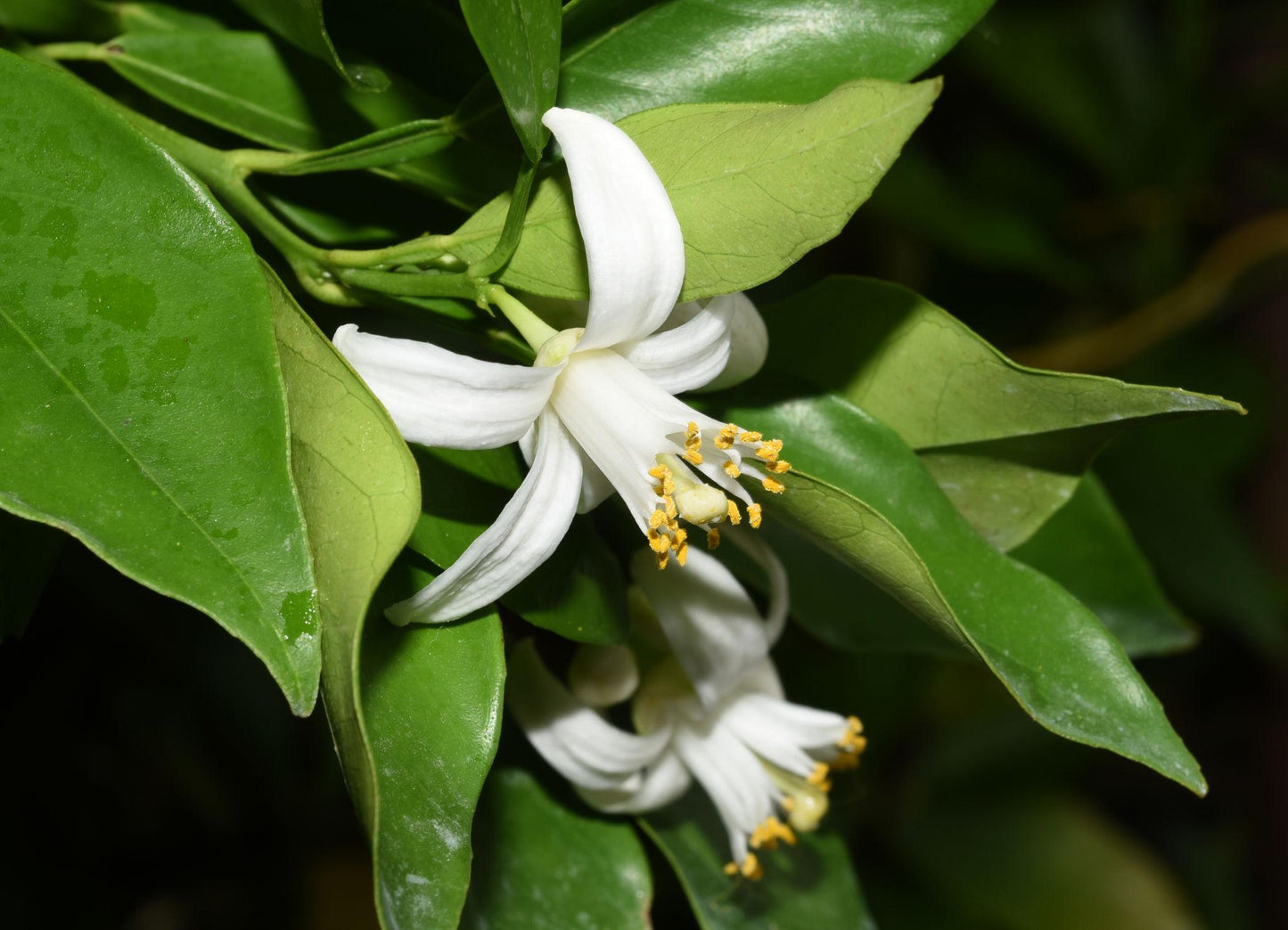 Citrus Sinensis (Sweet Orange) Grafted