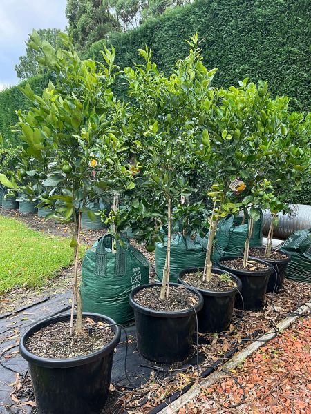 Citrus × Microcarpa (Calamondin Citrus) – Grafted