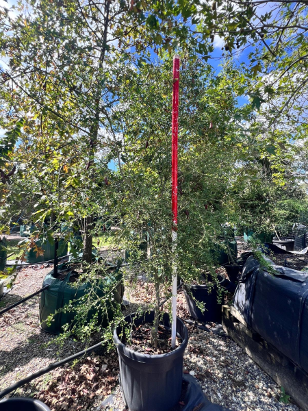 Citrus australasica 'Pink Ice' (Pink Ice Finger Lime)