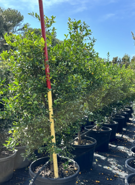 Citrus Aurantifolia ‘Indonesian’ (Lime Indonesian) Grafted
