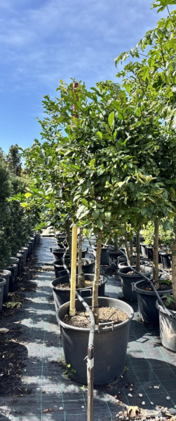 Citrus × Limonia 'Rangpur' (Grafted) (Rangpur Lime)