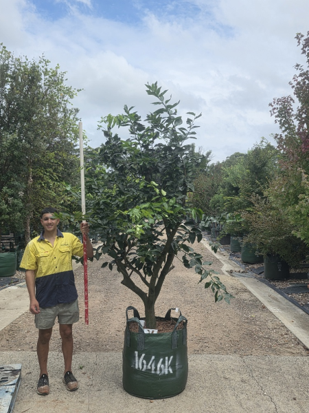 Citrus × Latifolia 'Tahitian' (Tahitian Lime)