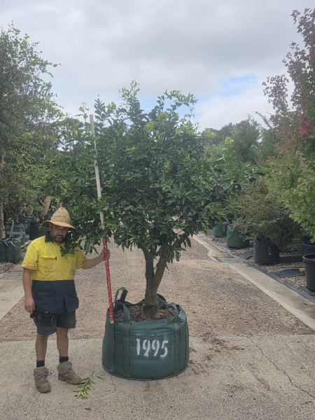 Citrus × Latifolia 'Tahitian' (Tahitian Lime)