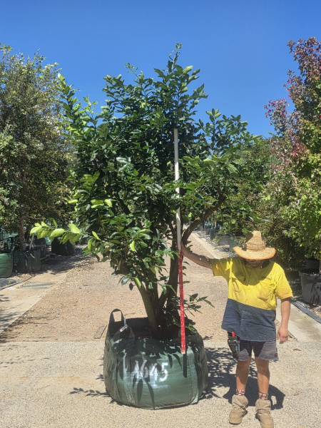 Citrus × Latifolia 'Tahitian' (Tahitian Lime)