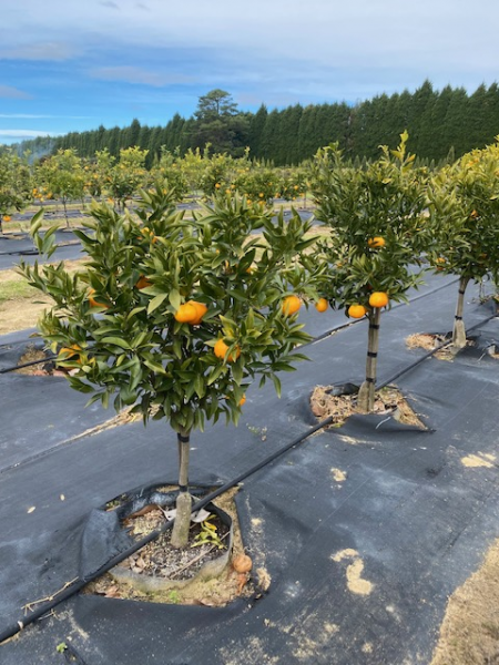Citrus Reticulata ‘Imperial’ (Mandarin)