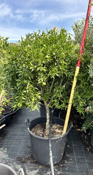 Citrus Deliciosa (Mediterranean Thorny Mandarin)