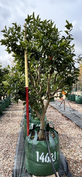 Citrus Sinensis 'Blood Orange'
