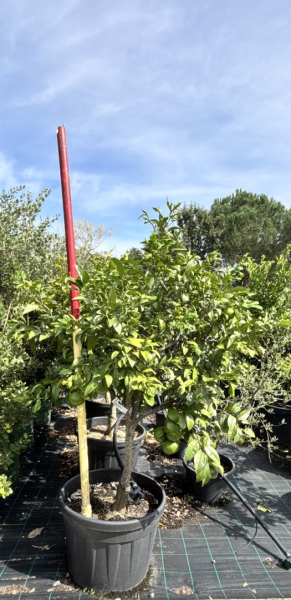 Citrus Aurantium (Orange Seville) Grafted